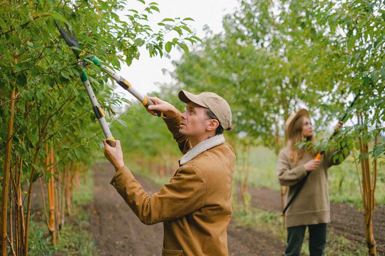 Best Professional Tree Care  in Caledonia, MN